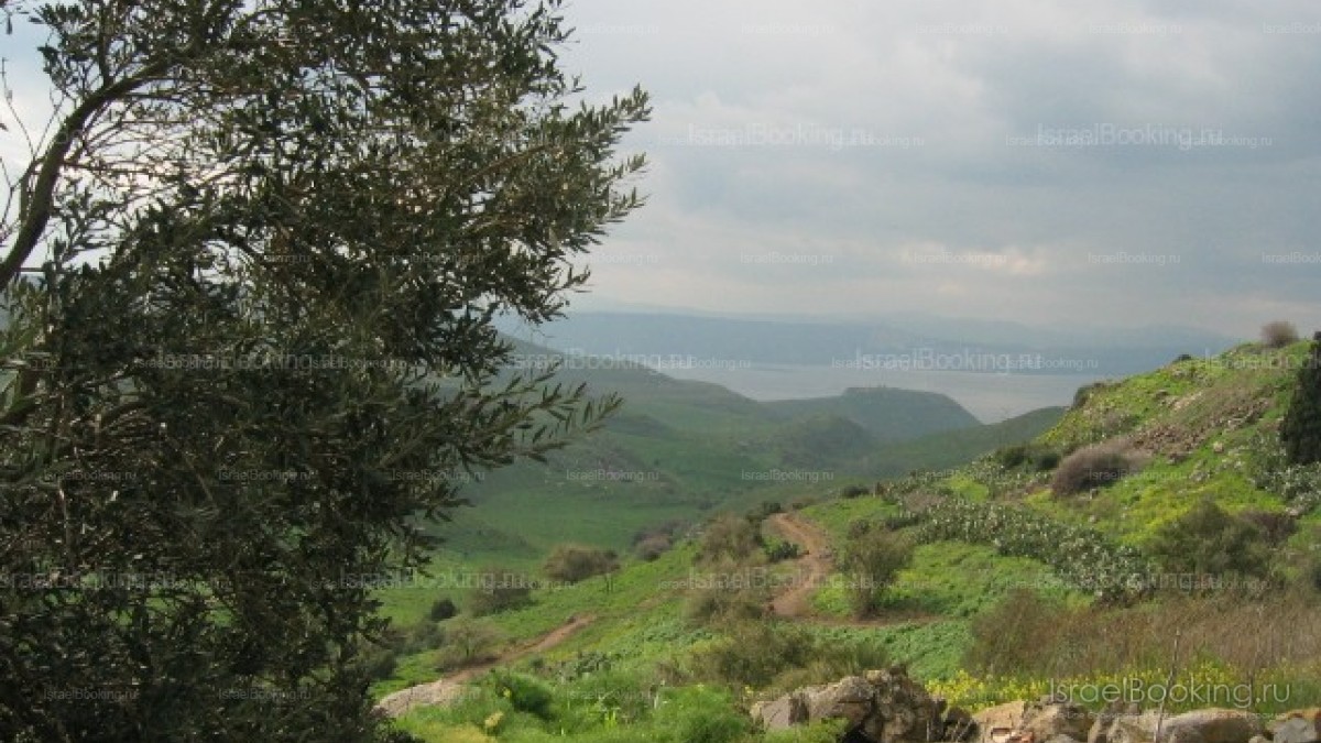 Golan heights