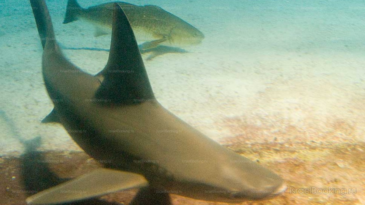 Eilat. Night fishing off the boat.