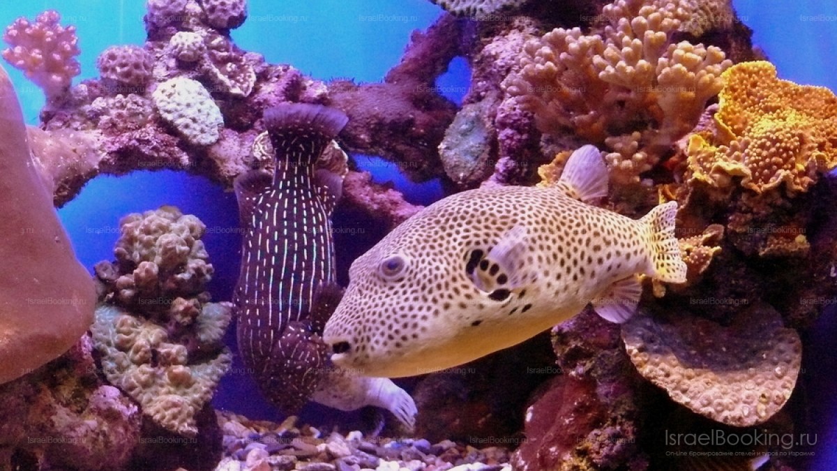 Eilat. Night fishing off the boat.