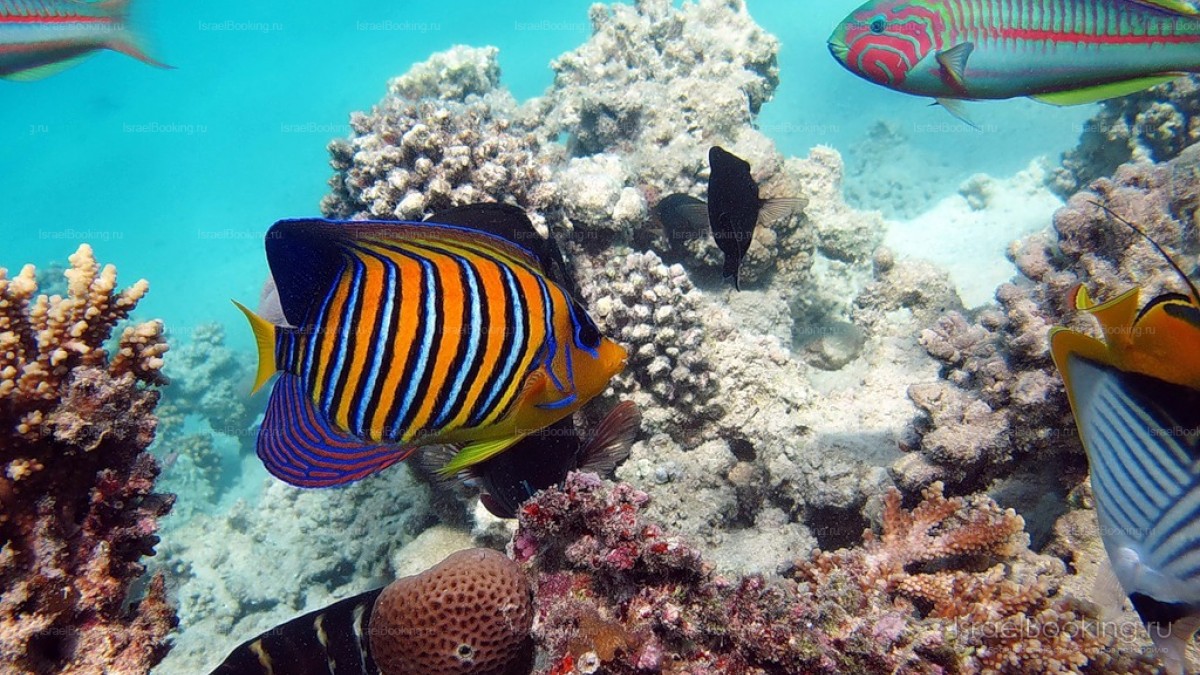 Eilat. The scuba diving.