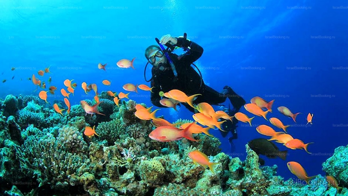 Eilat. The scuba diving.