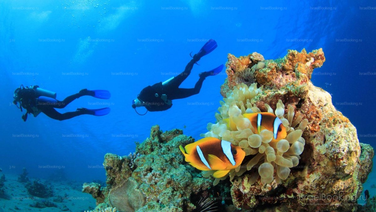 Eilat. The scuba diving.