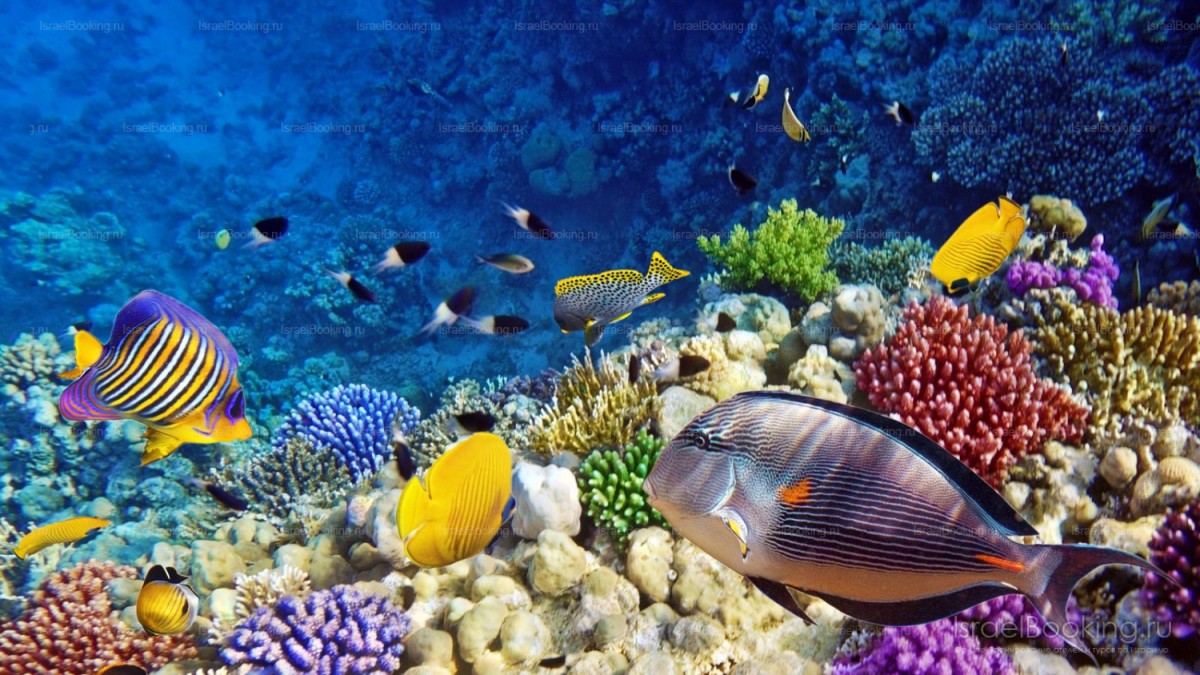 Eilat. The scuba diving.