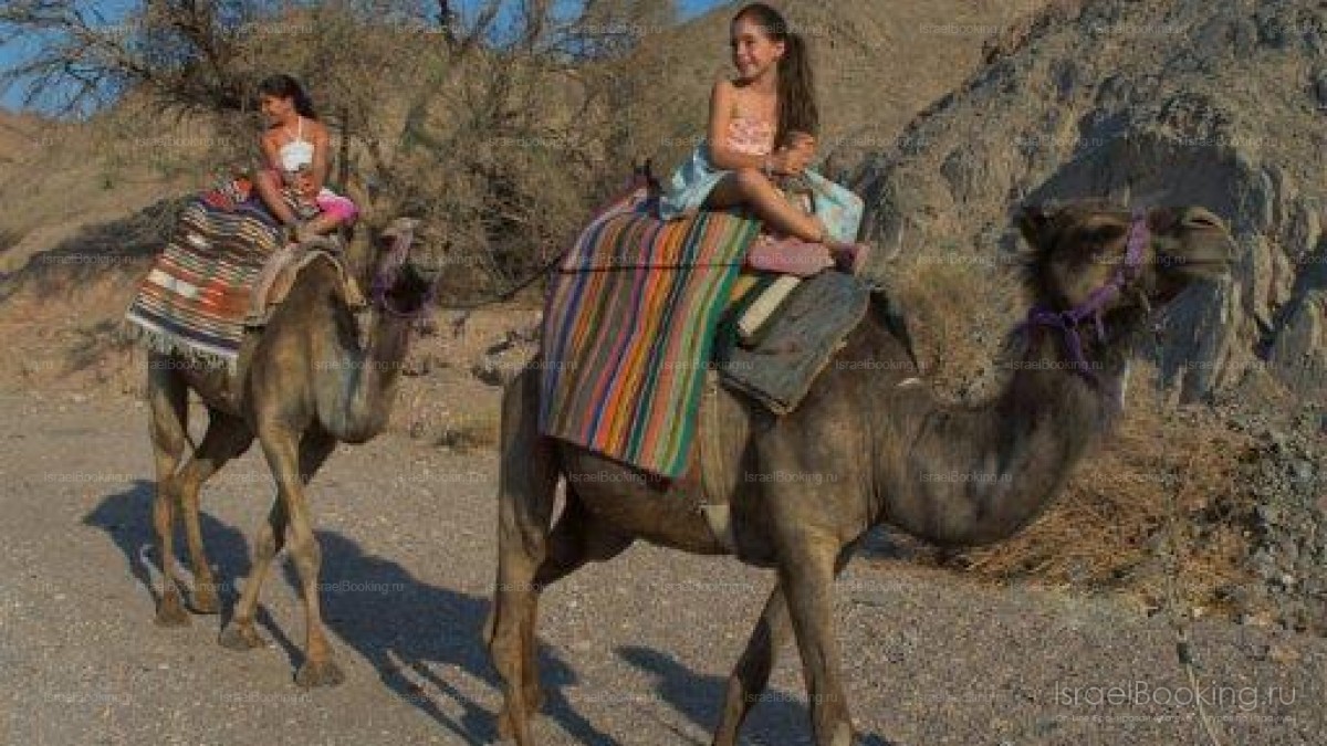 Eilat.Camel ranch.