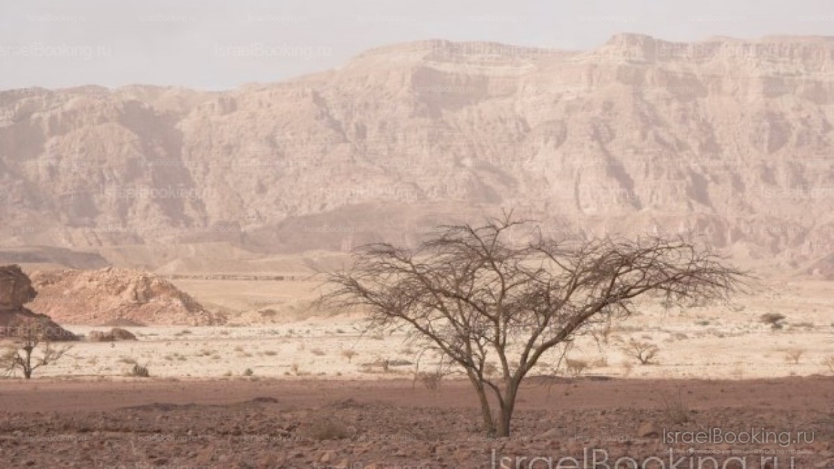 Tour to Petra   dinner